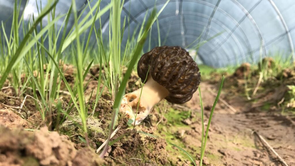 Comment Faire Pousser Des Morilles - On Fait Comment