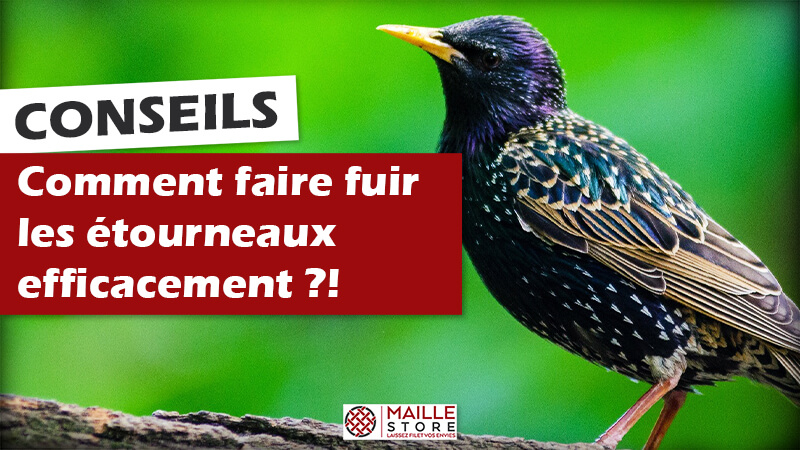 Comment Faire Fuir Les Étourneaux: Astuces Efficaces - On Fait Comment