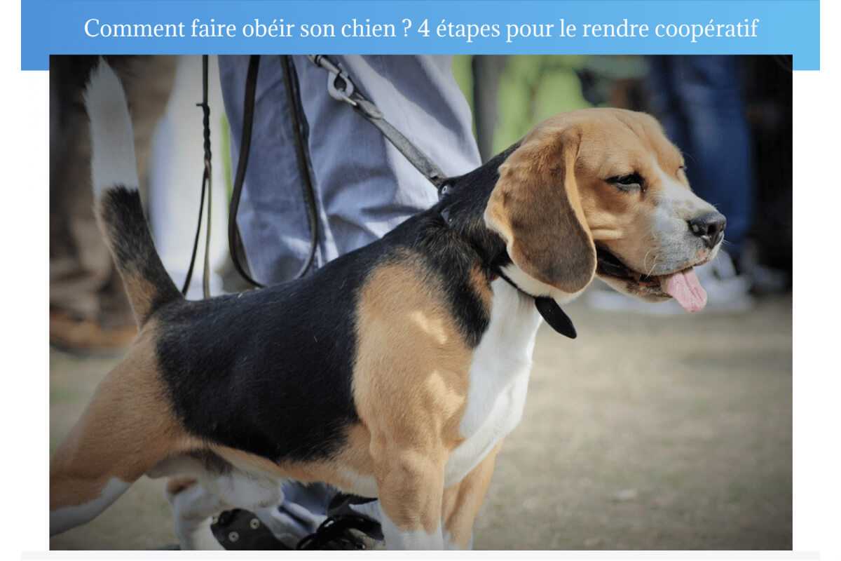 Comment Faire Obeir Un Chien Tetu