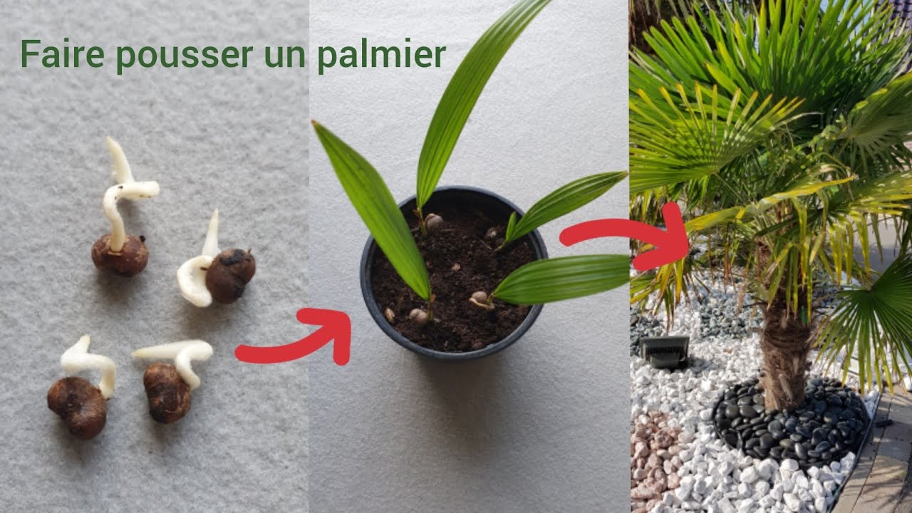 Comment Faire Pousser Des Palmiers: Astuces Infaillibles! - On Fait Comment