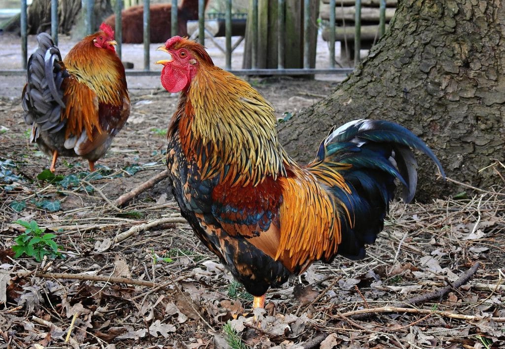 Comment Faire Une Poule Lol Fait Maison Surprise