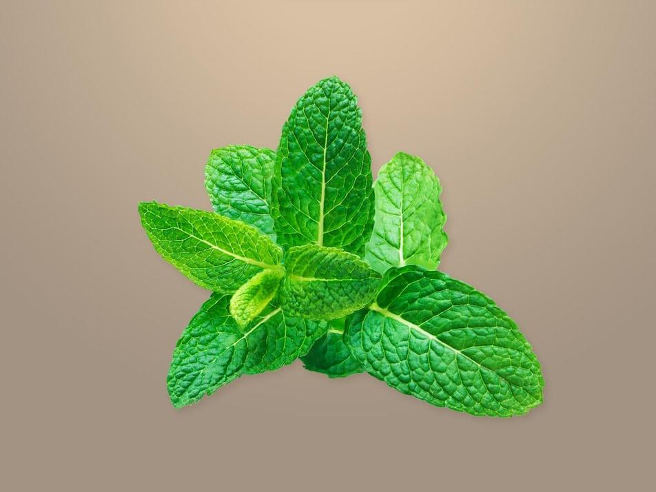 Secrets dune plantation réussie : conseils et astuces