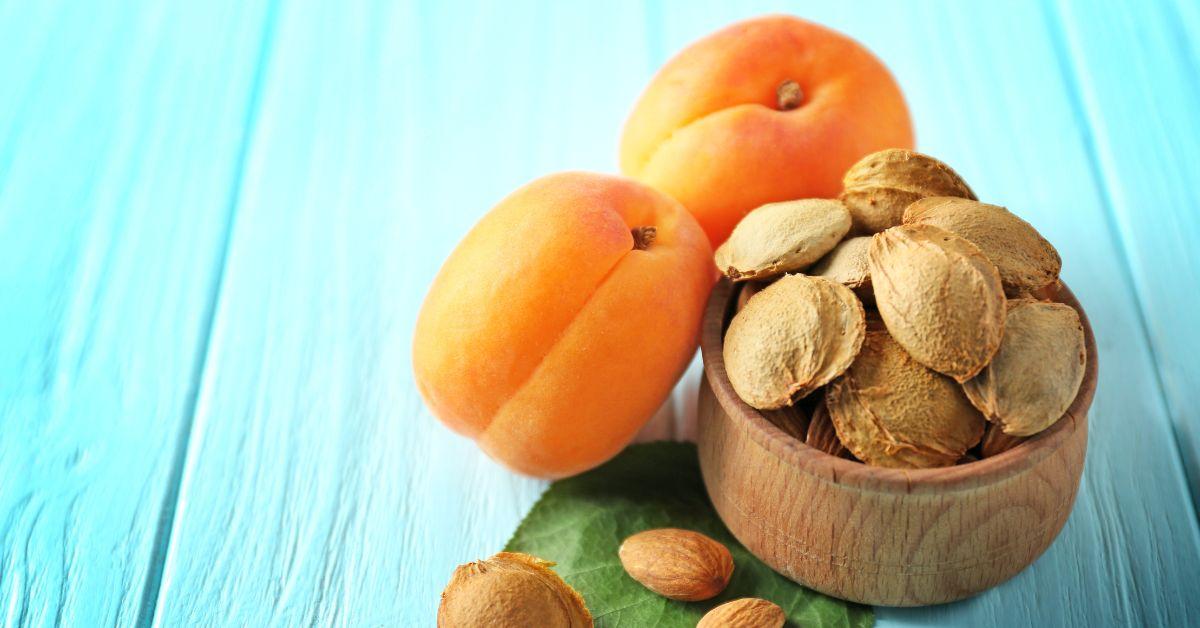 Comment faire germer un noyau