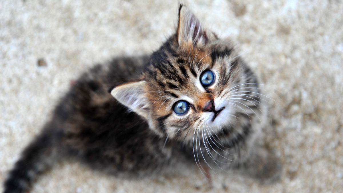 Comment faire grossir un chaton - On Fait Comment