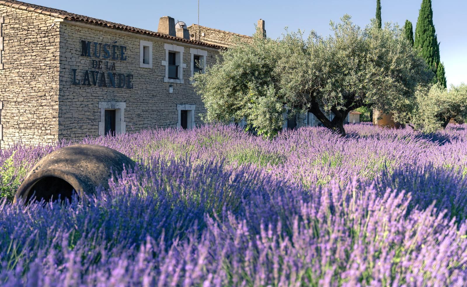 Les⁤ meilleures méthodes pour réussir vos boutures de lavande