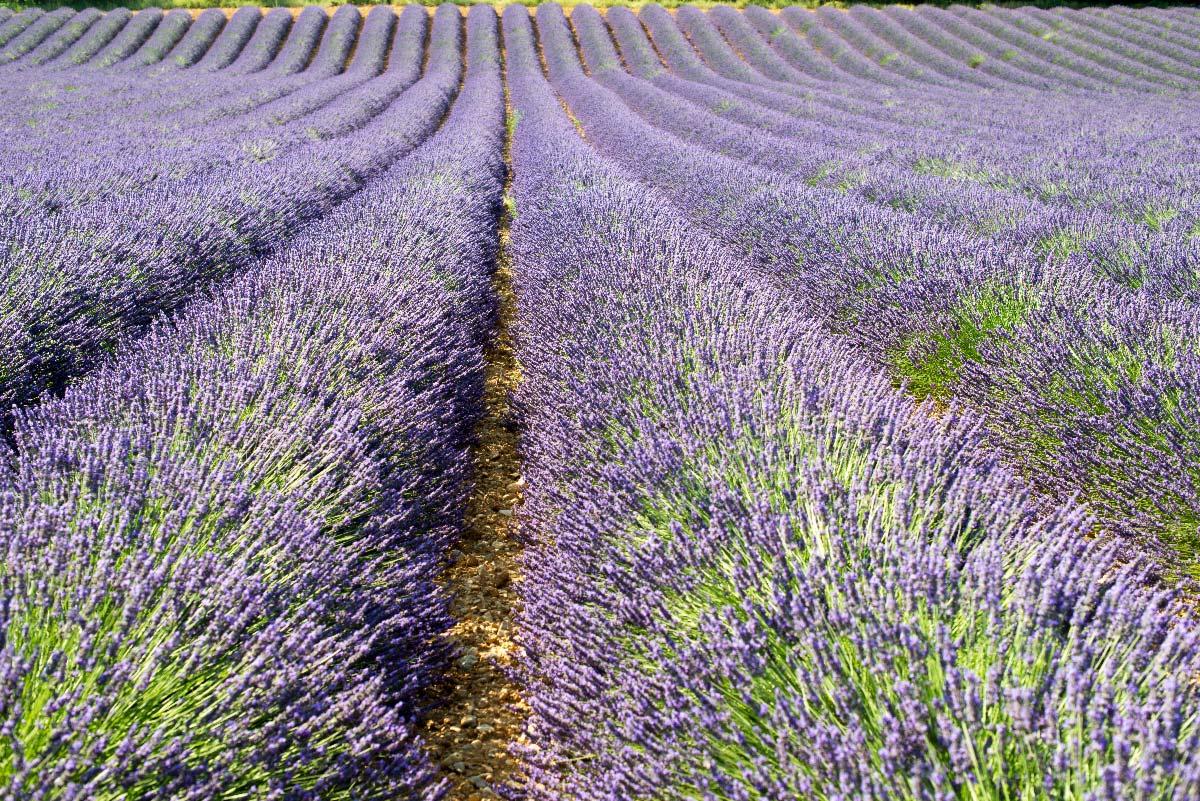 Quand et comment faire des boutures de lavande