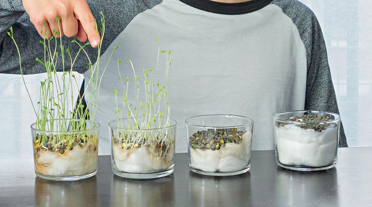 Comment faire pousser lentilles