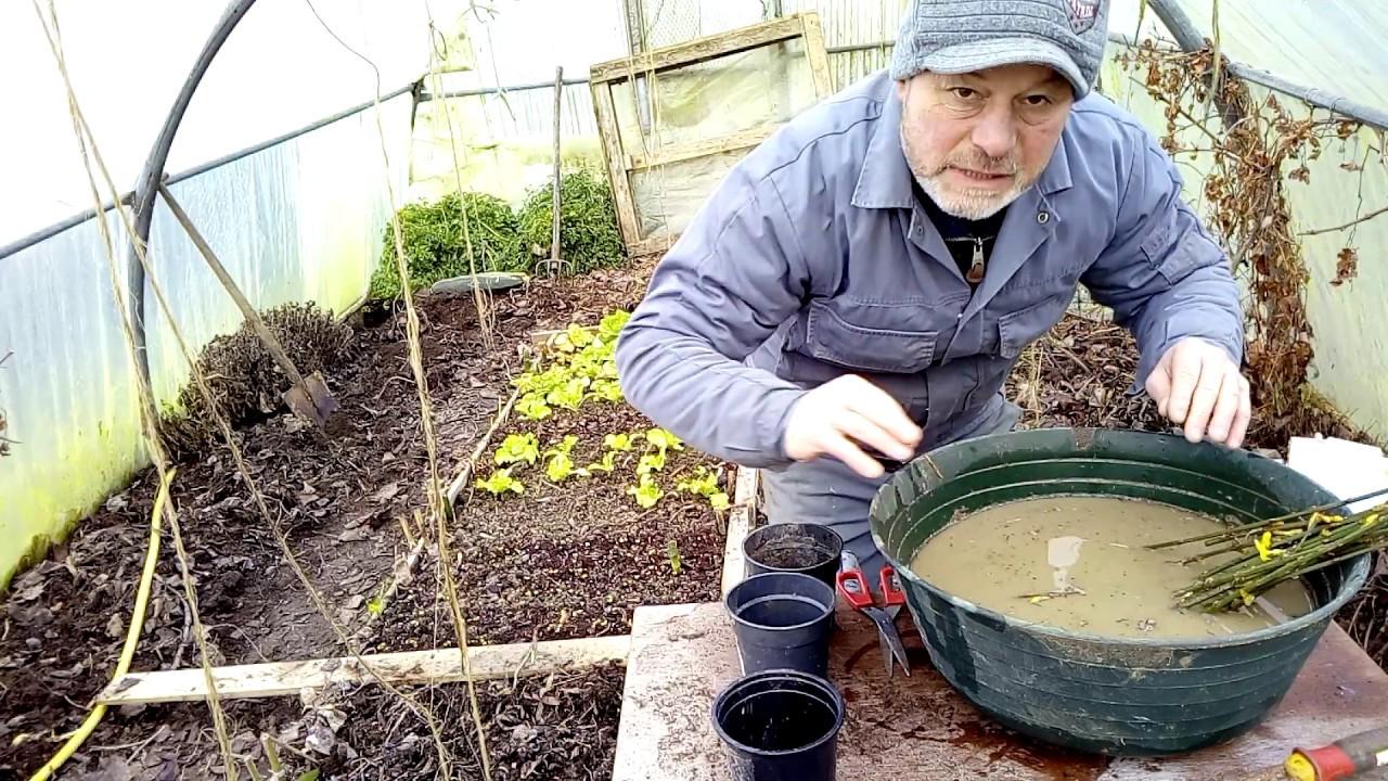 Comment faire des bouture de jasmin