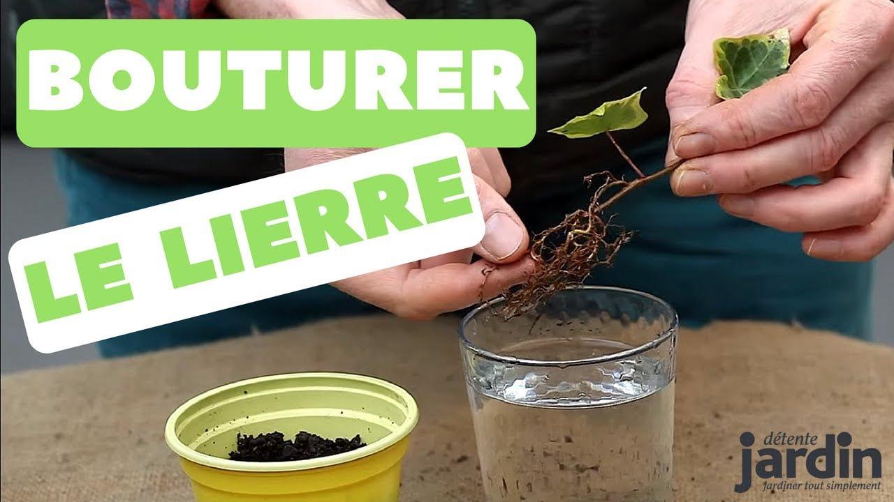 Comment faire une bouture de lierre