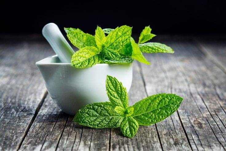 Choisir la variété de menthe parfaite pour votre jardin