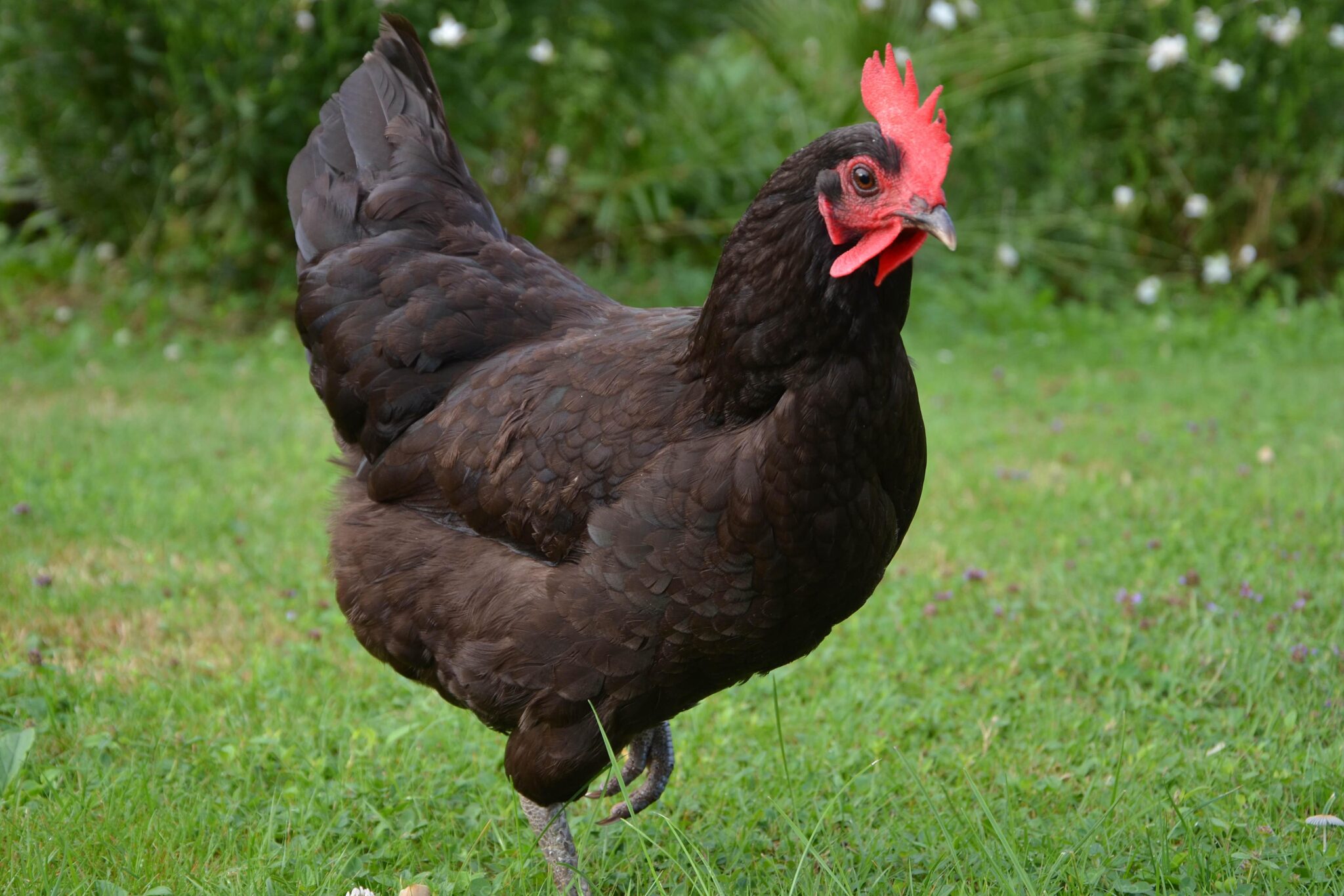 Comment faire couver une poule - On Fait Comment