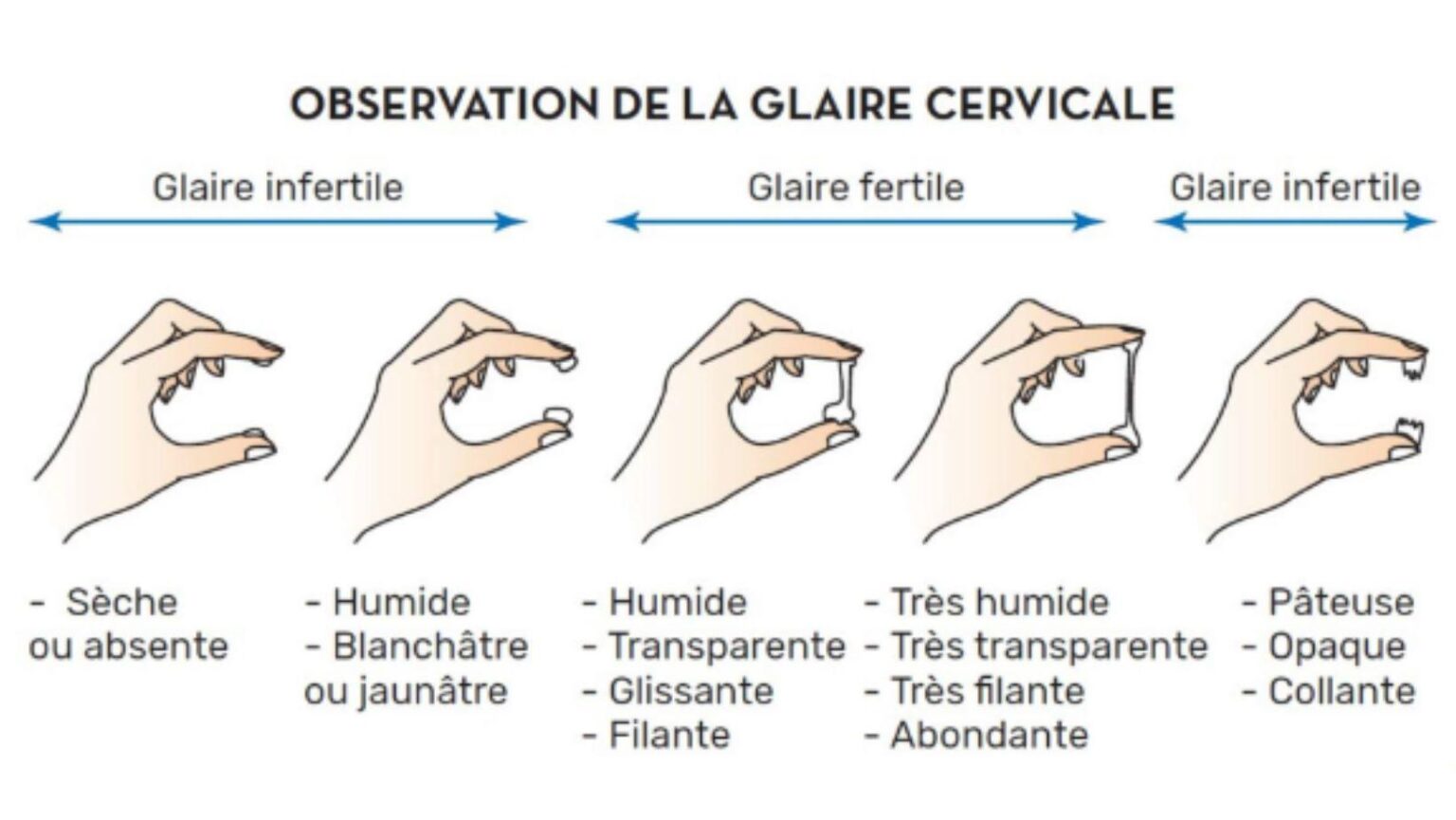 Comment faire revenir la glaire cervicale naturellement - On Fait Comment