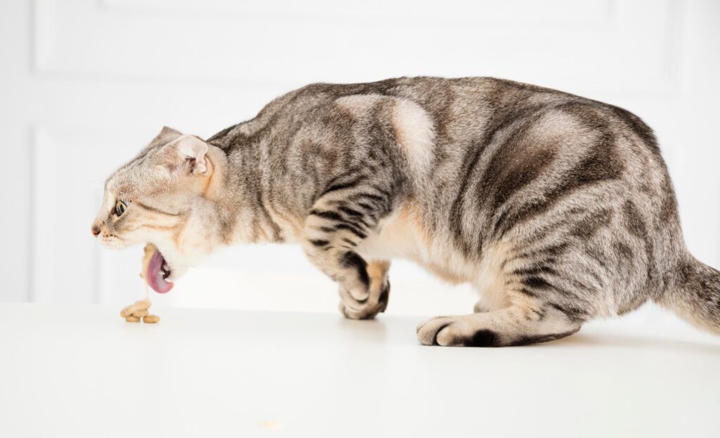 Comment faire vomir un chat - On Fait Comment