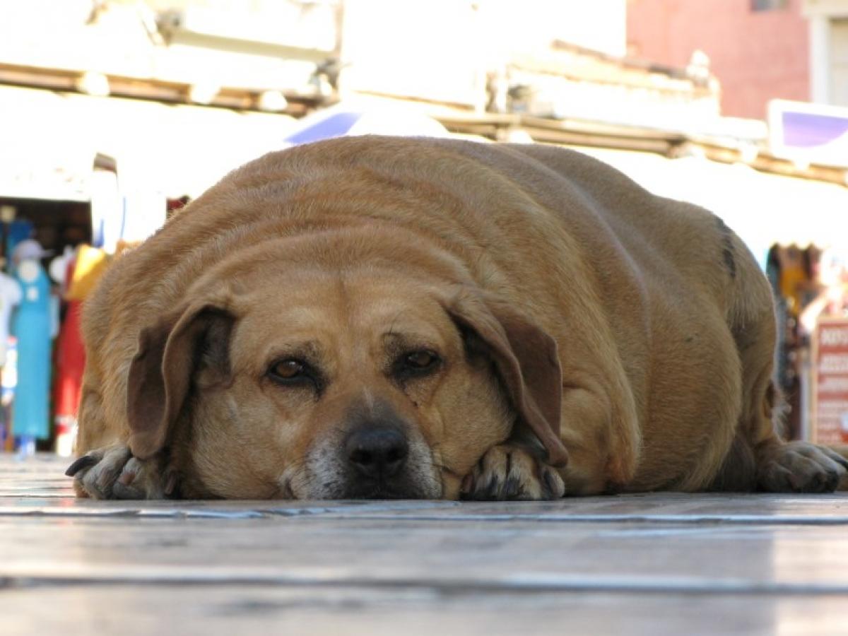 Comment faire maigrir un chien