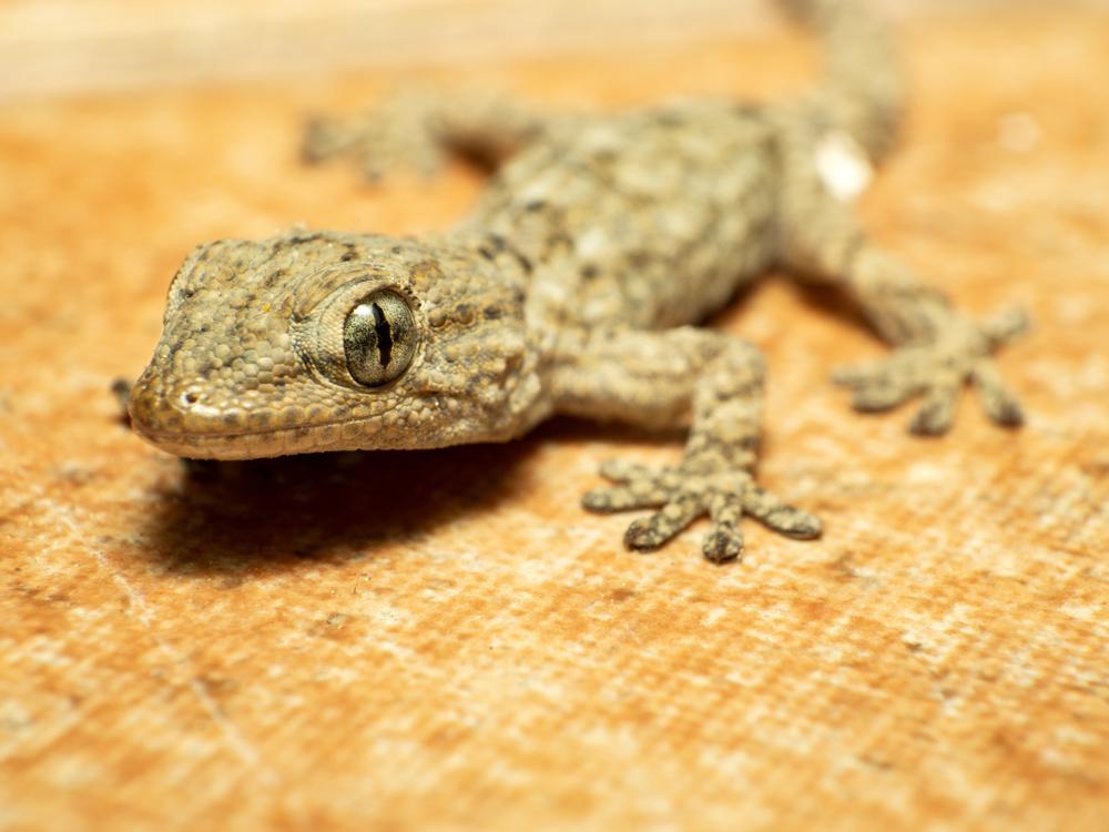 Comment faire sortir un gecko de chez soi