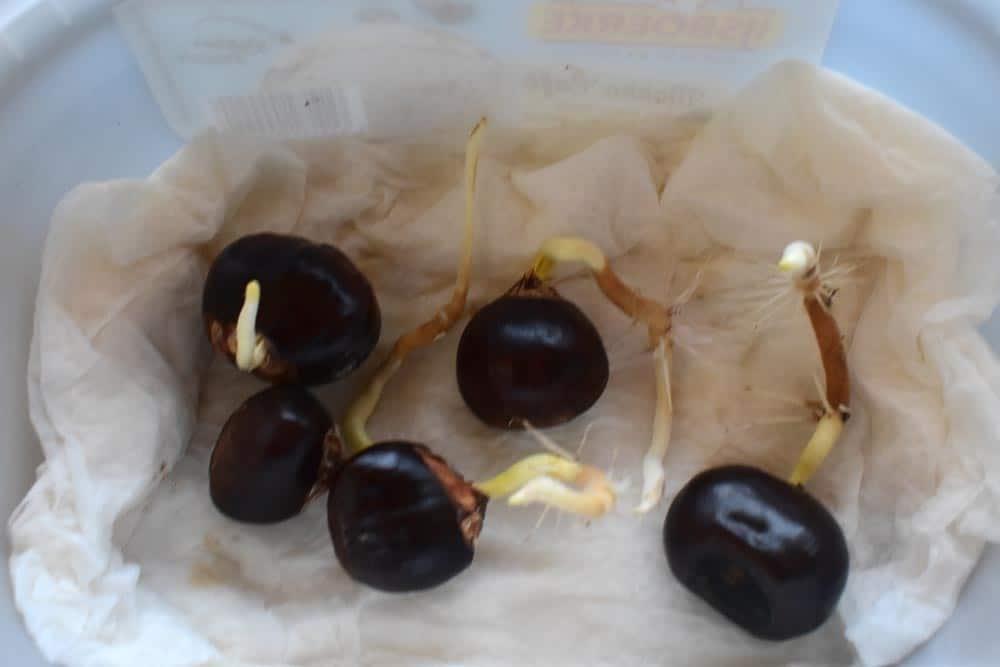 Comment faire germer des chataignes