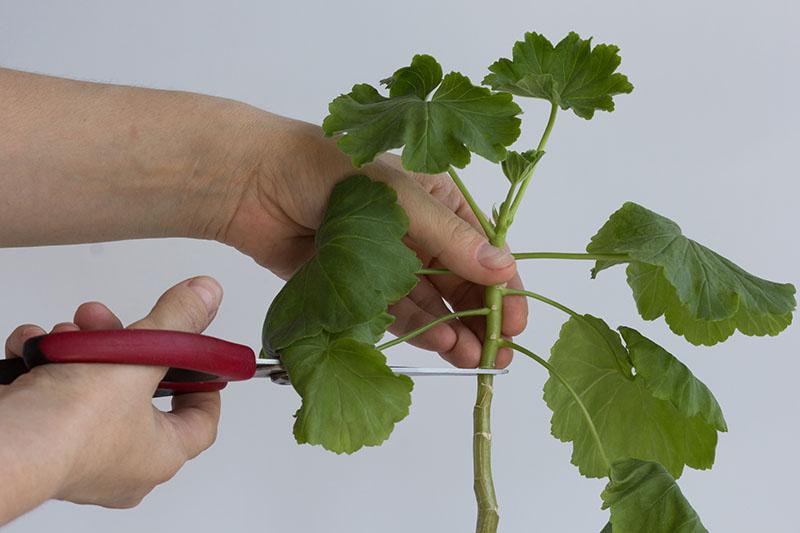 Comment faire des boutures de geraniums