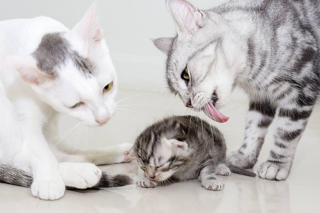 Comment faire accepter un chaton a mon chat - On Fait Comment