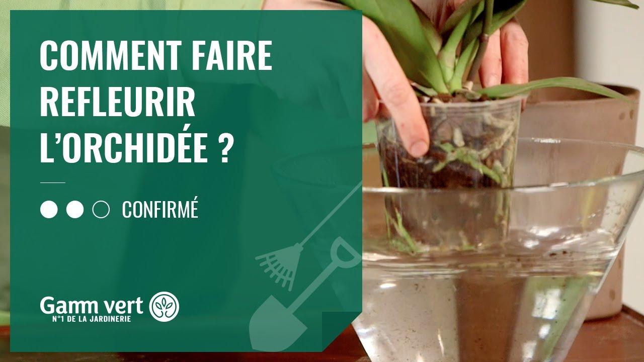 Comment faire repartir un orchidée