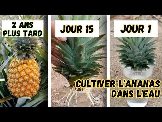 Comment faire pousser ananas