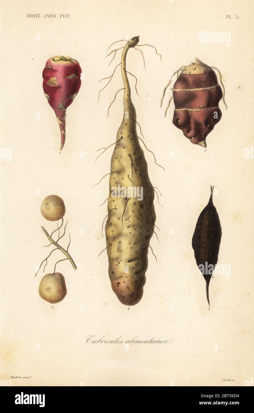 Les étapes pour inciser et planter vos tubercules