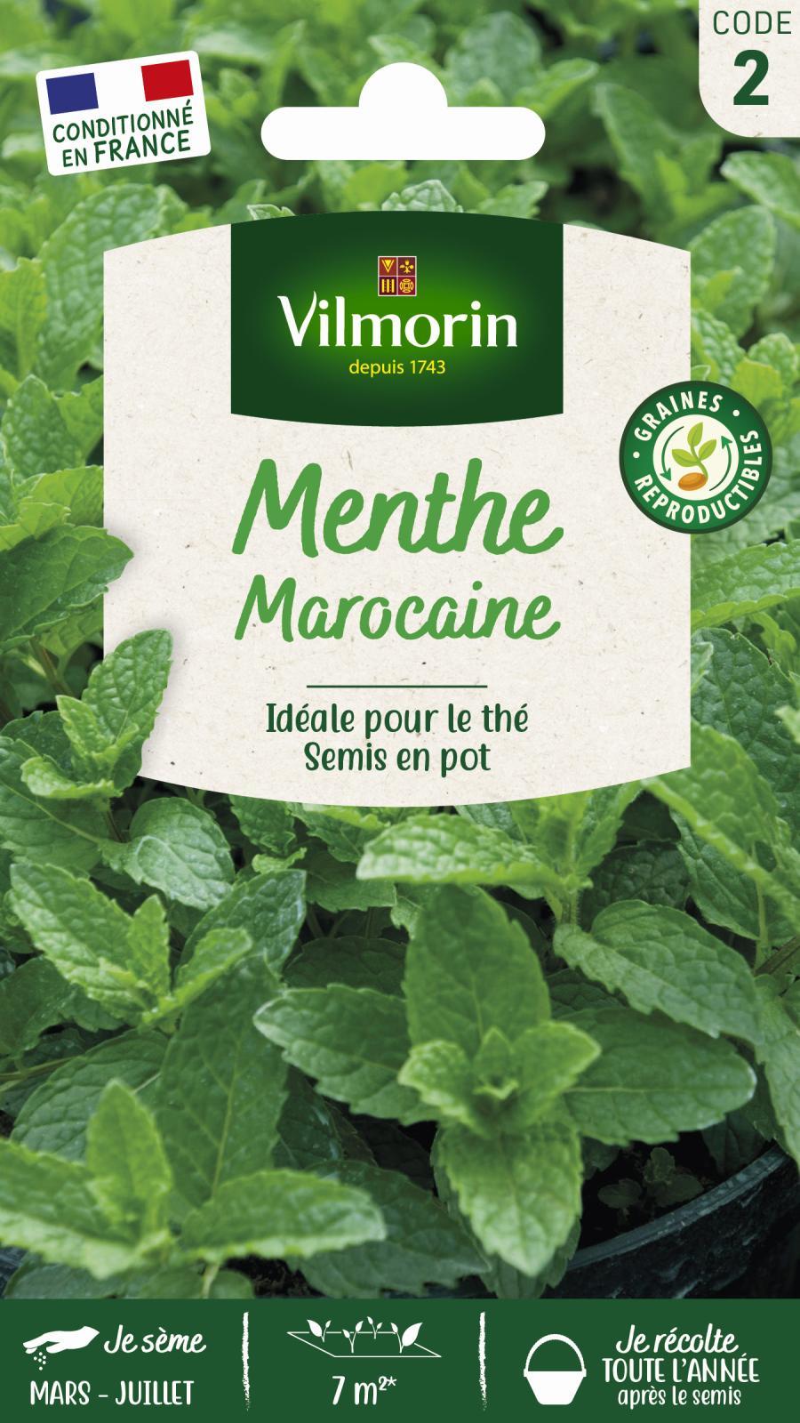 Choisir la ⁤menthe idéale ⁣pour votre infusion