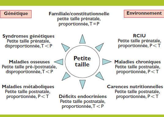 Les bases de la croissance : comprendre la génétique et le rythme de développement