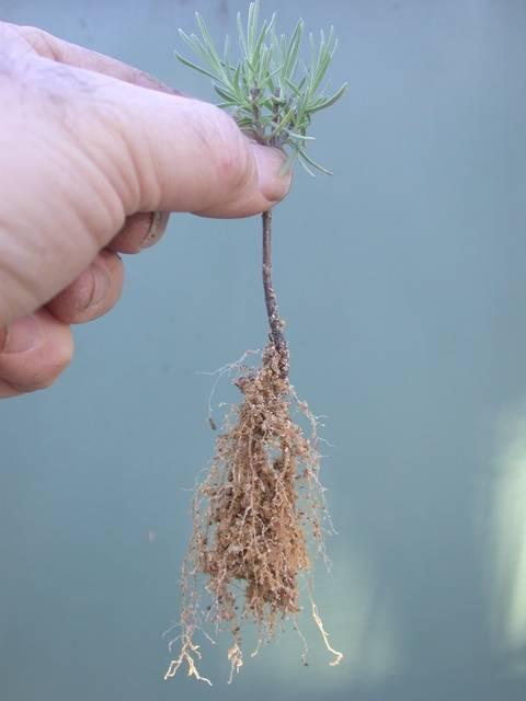 Des ⁣outils indispensables​ pour une⁤ bouture réussie