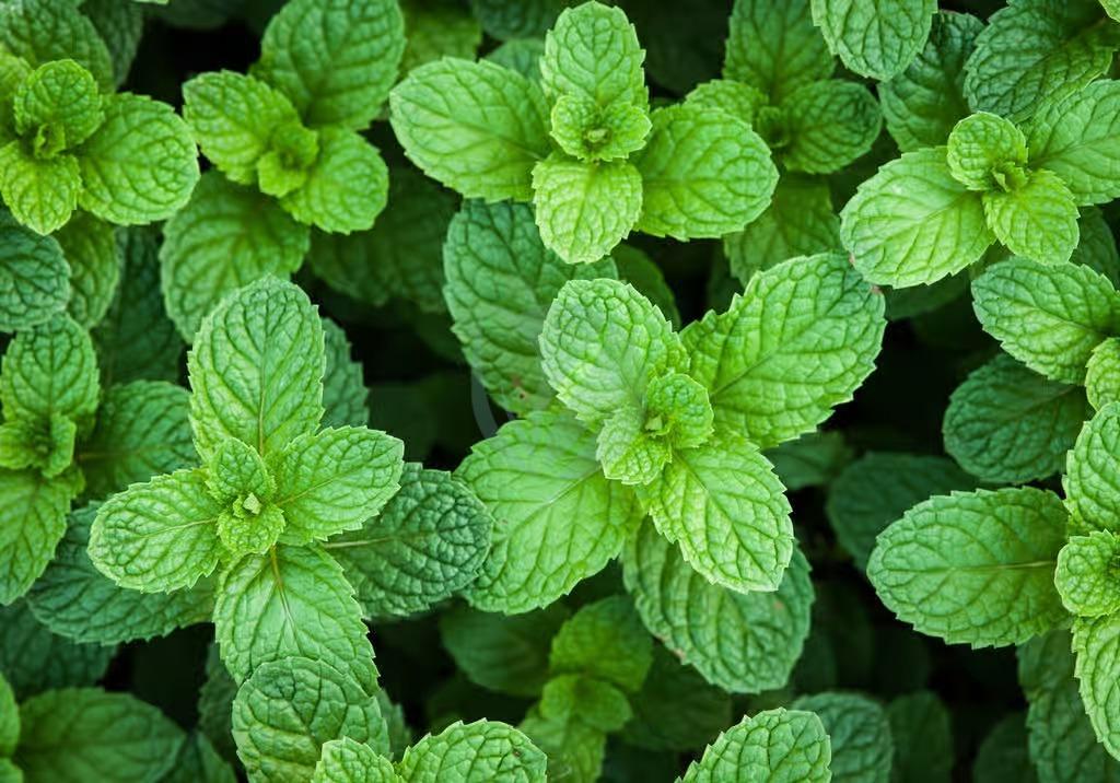 Lart de larrosage : maintenir votre menthe bien hydratée