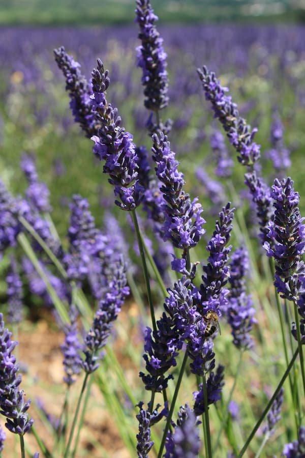 Quand et comment faire⁣ des boutures de lavande