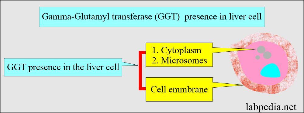 Comprendre les Gamma GT et leur rôle dans la santé du foie