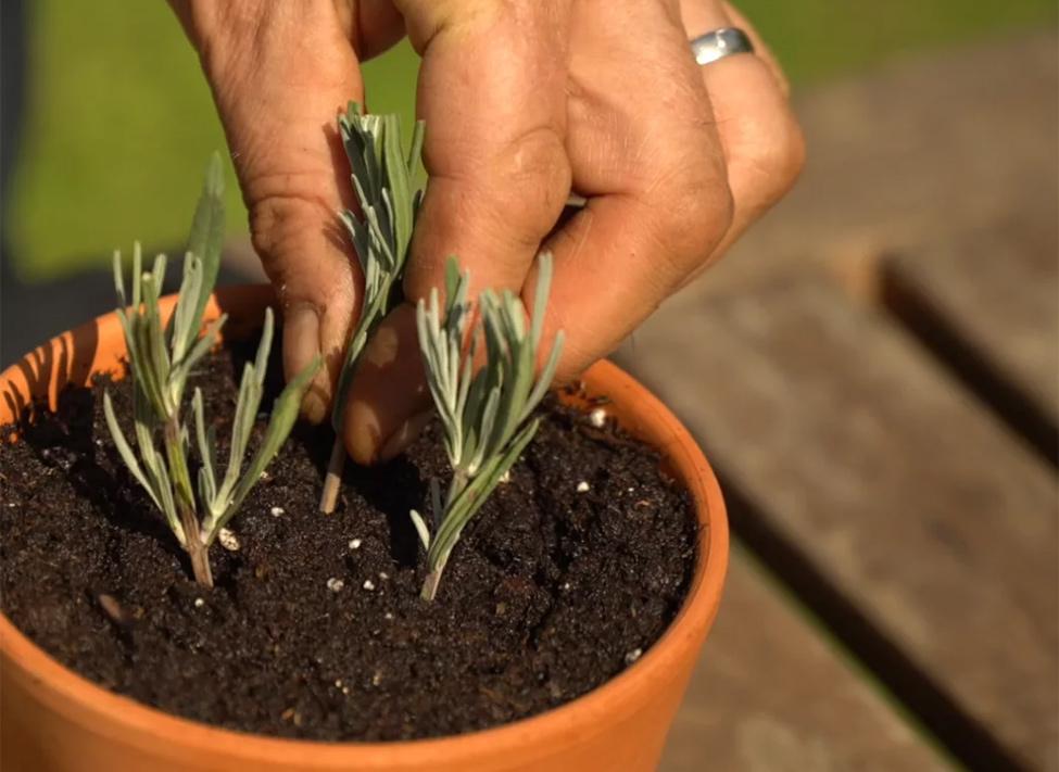 Transplanter vos boutures avec succès :⁣ passer⁢ de lintérieur à ⁣lextérieur