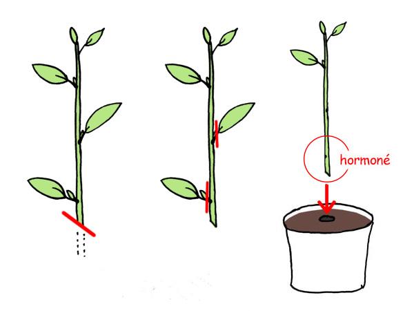 Choisir la bonne tige : astuces pour un succès garanti