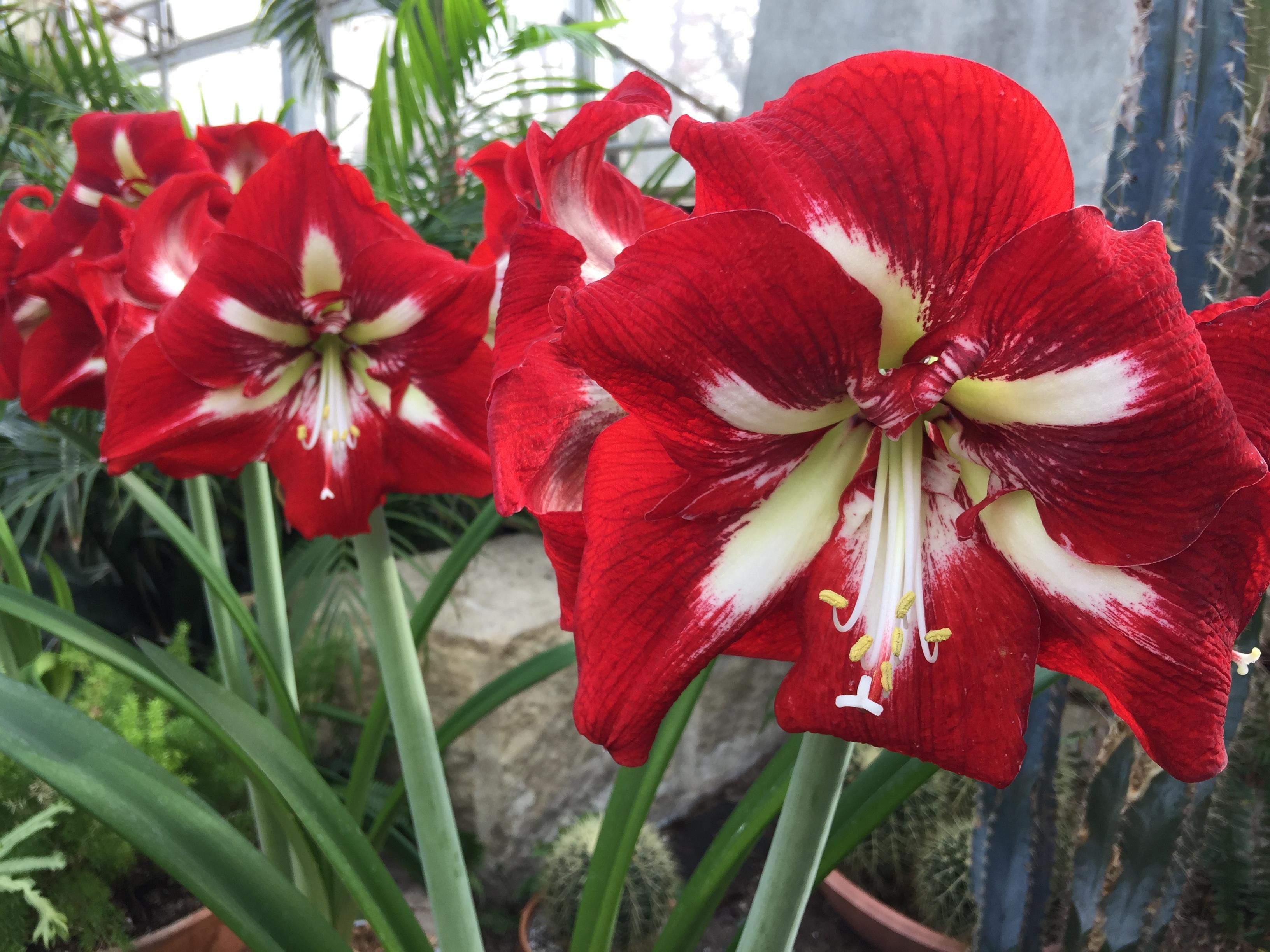 Réveiller la beauté de lamaryllis après la floraison