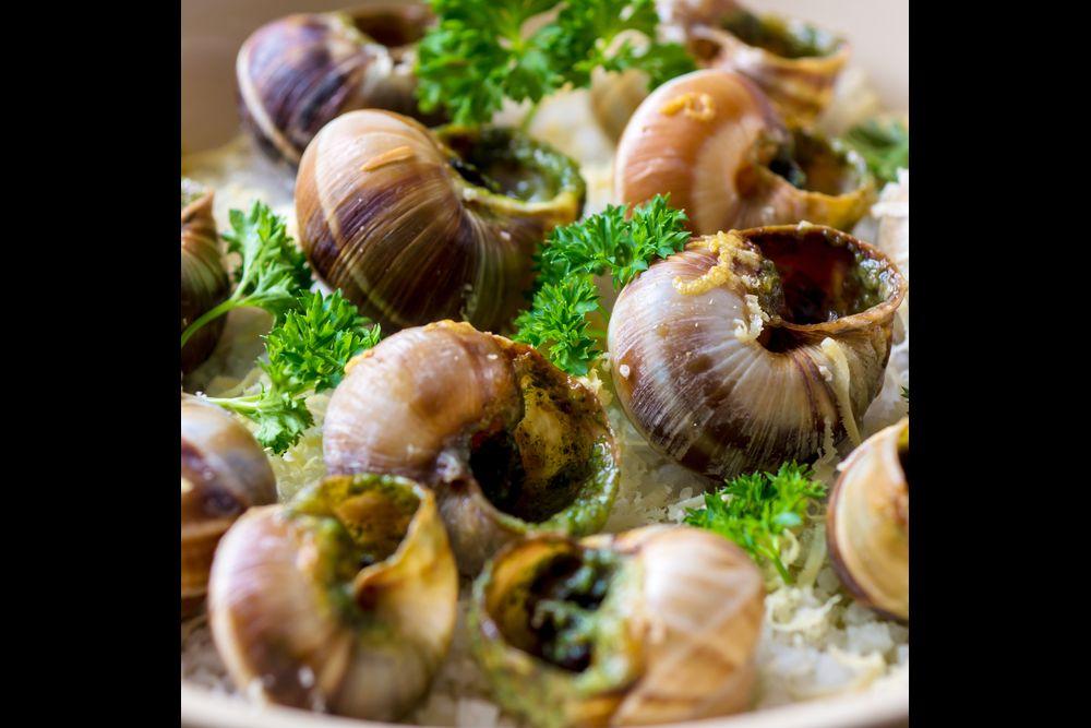 Comment faire un élevage d'escargots - On Fait Comment