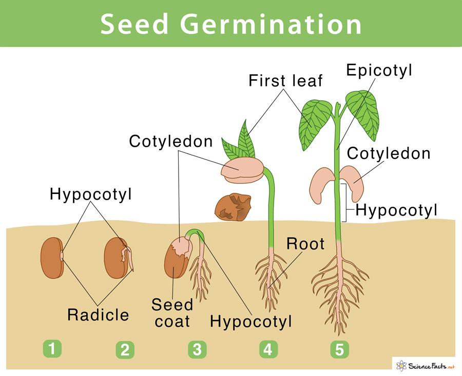 Créer un environnement propice à la germination