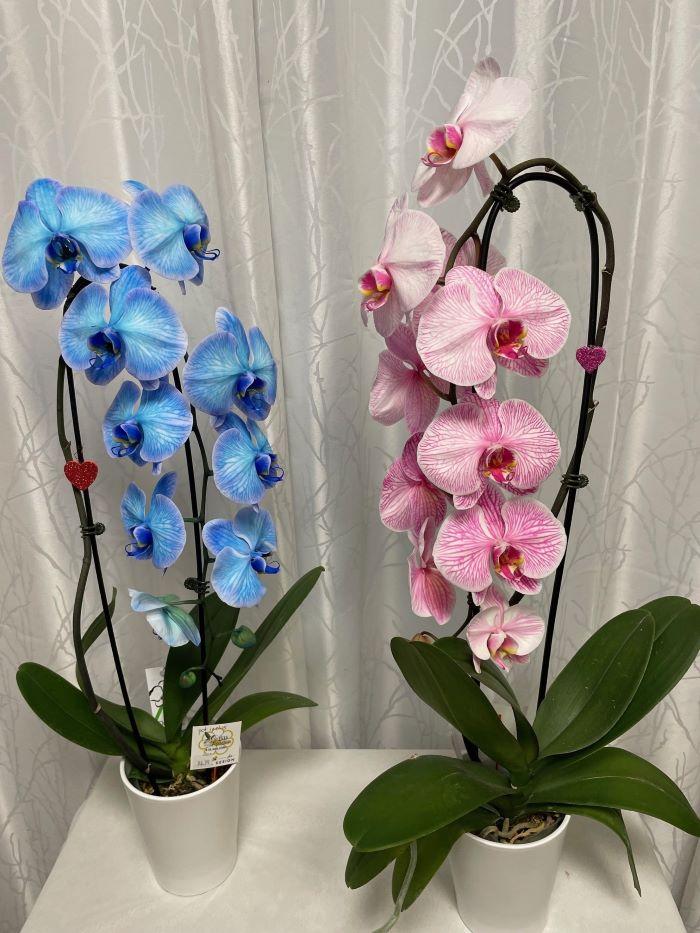 Les ⁤signes du désespoir‌ :‍ Reconnaître quand ‌votre‍ orchidée a​ besoin daide