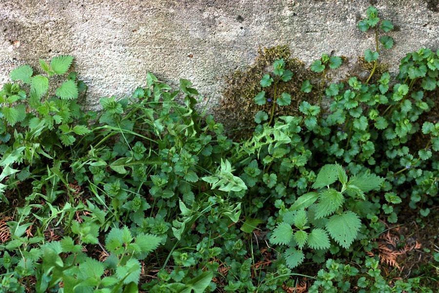 Dompter les mauvaises herbes sans produits chimiques