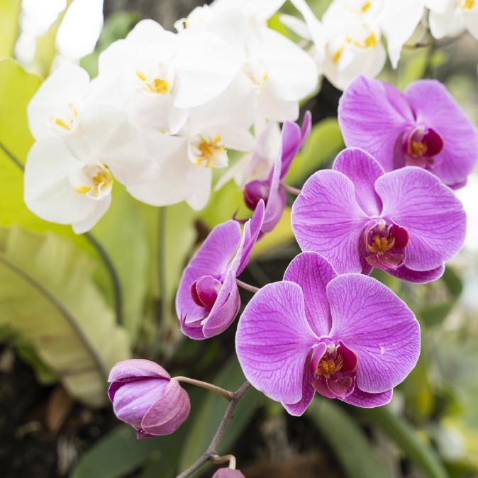 Lamour de la lumière‌ :⁣ Créer le juste environnement pour ‌une croissance épanouie