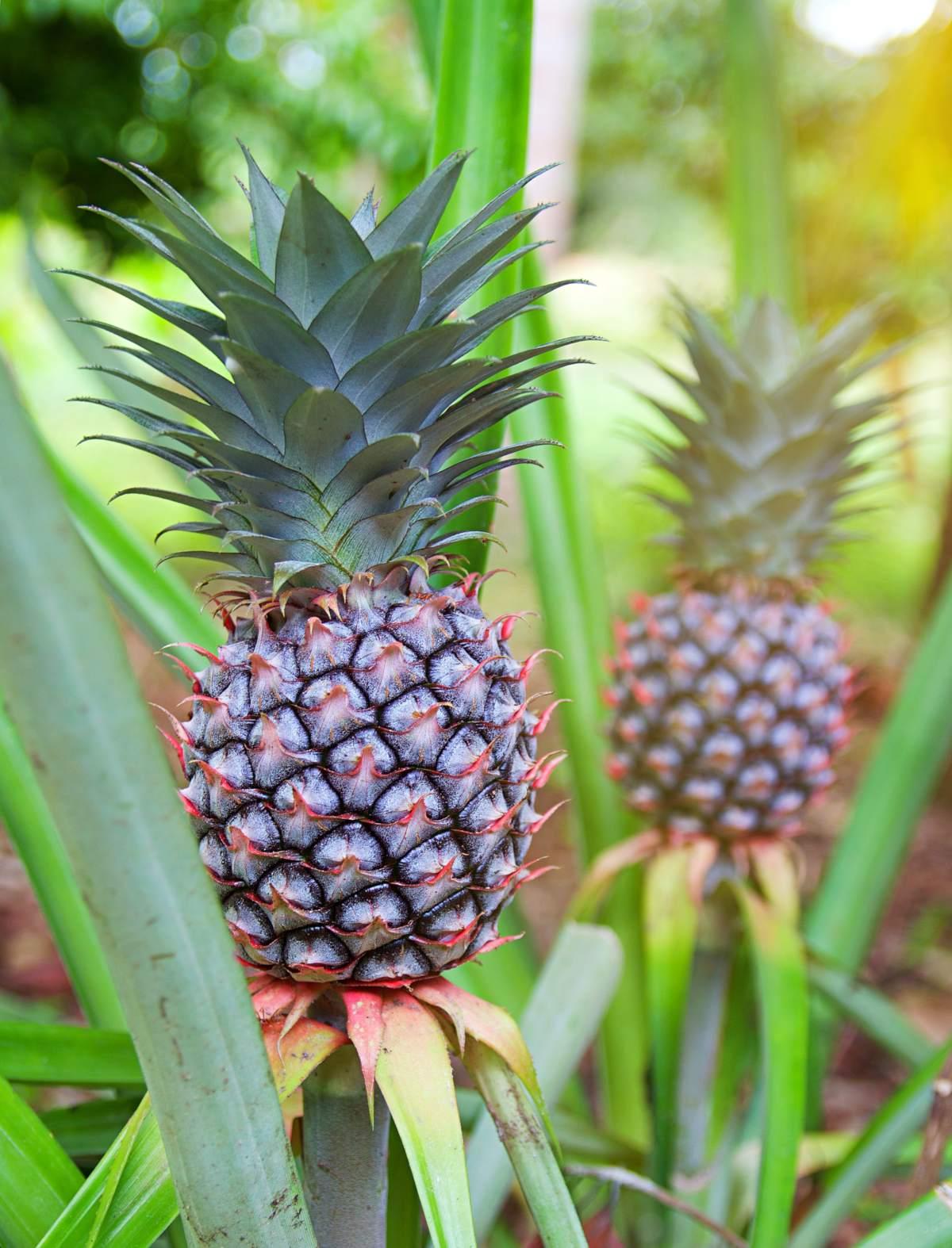 Préparer ‍le sol parfait ⁢pour un ​ananas⁢ qui pousse en‍ beauté