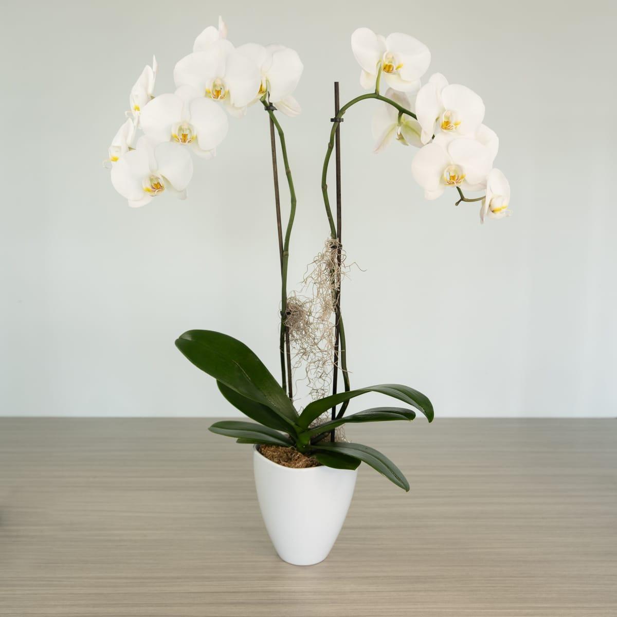 Lart ‍de ‍larrosage :‍ Trouver⁣ léquilibre parfait‌ pour revitaliser votre orchidée