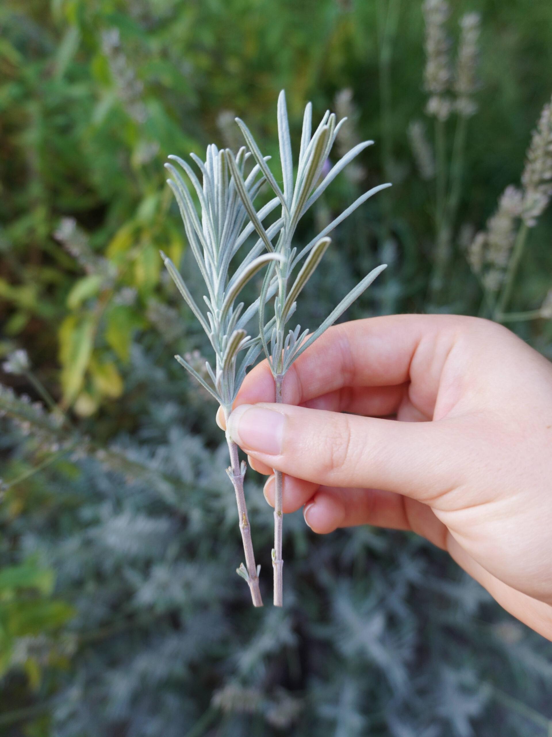Entretenir vos boutures : conseils pour une croissance⁤ épanouie