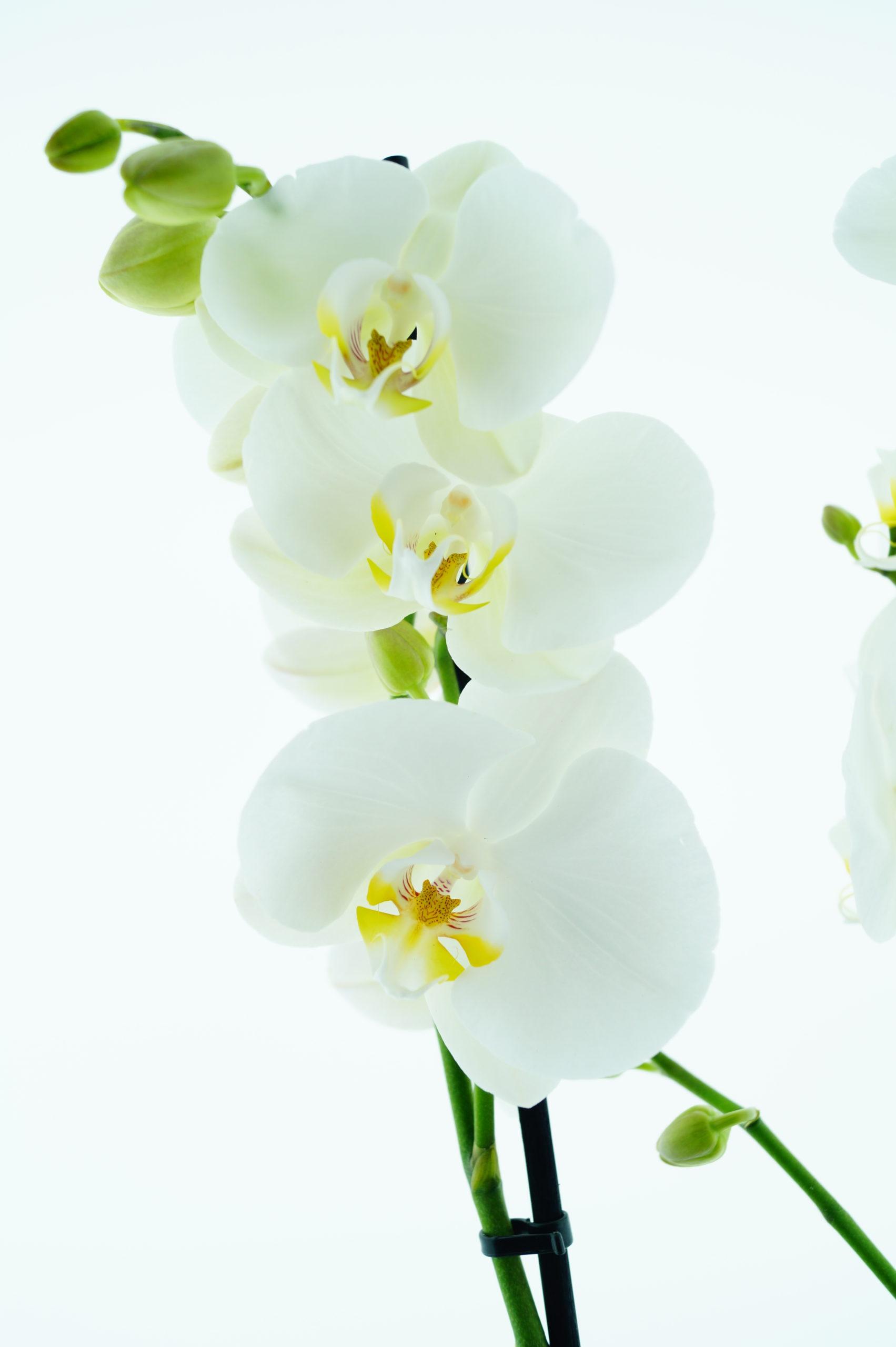 Une​ pause bien‌ méritée : Préparer lorchidée à ​un rempotage réussi