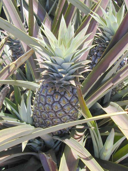 Limportance de la lumière⁣ : où et comment placer votre ananas