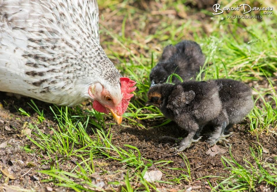 Les​ secrets ‍de⁤ léclosion‌ naturelle ‍: guide pas⁣ à pas