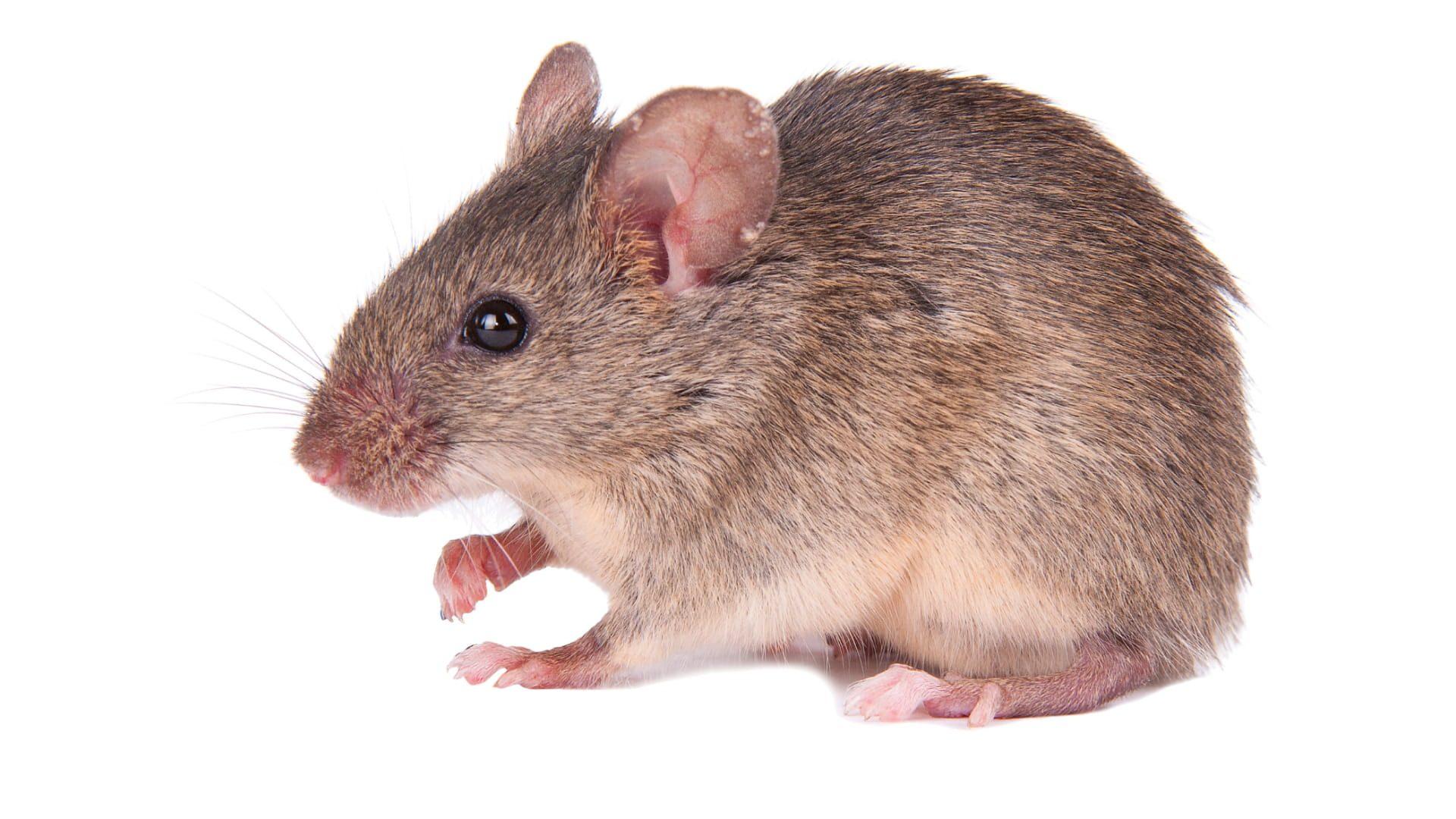 Comment faire fuire les souris rapidement