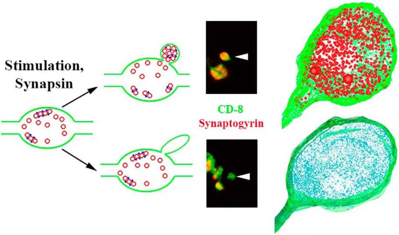Comment faire pour ne plus avoir de boutons