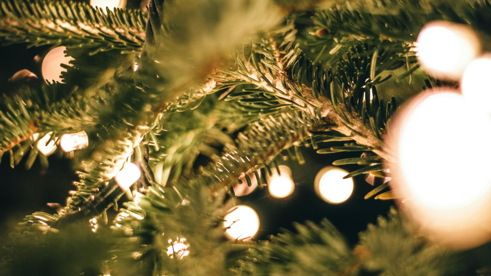 Lart de choisir le sapin parfait pour votre Noël