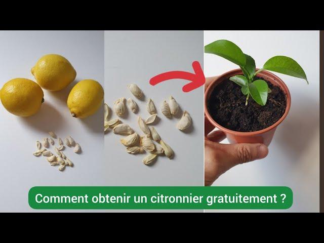 Comment faire germer des graine de citron - On Fait Comment