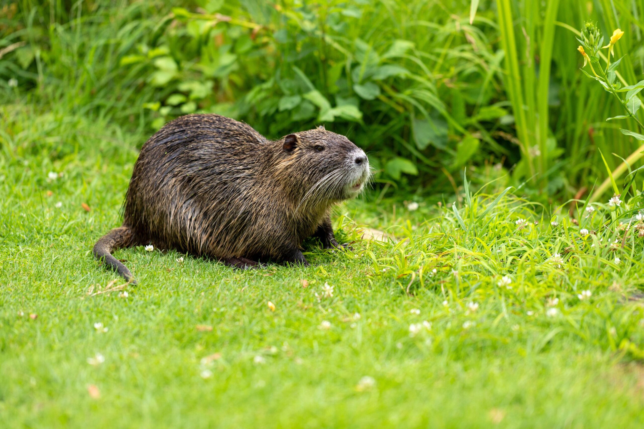 Comment faire fuir les ragondins